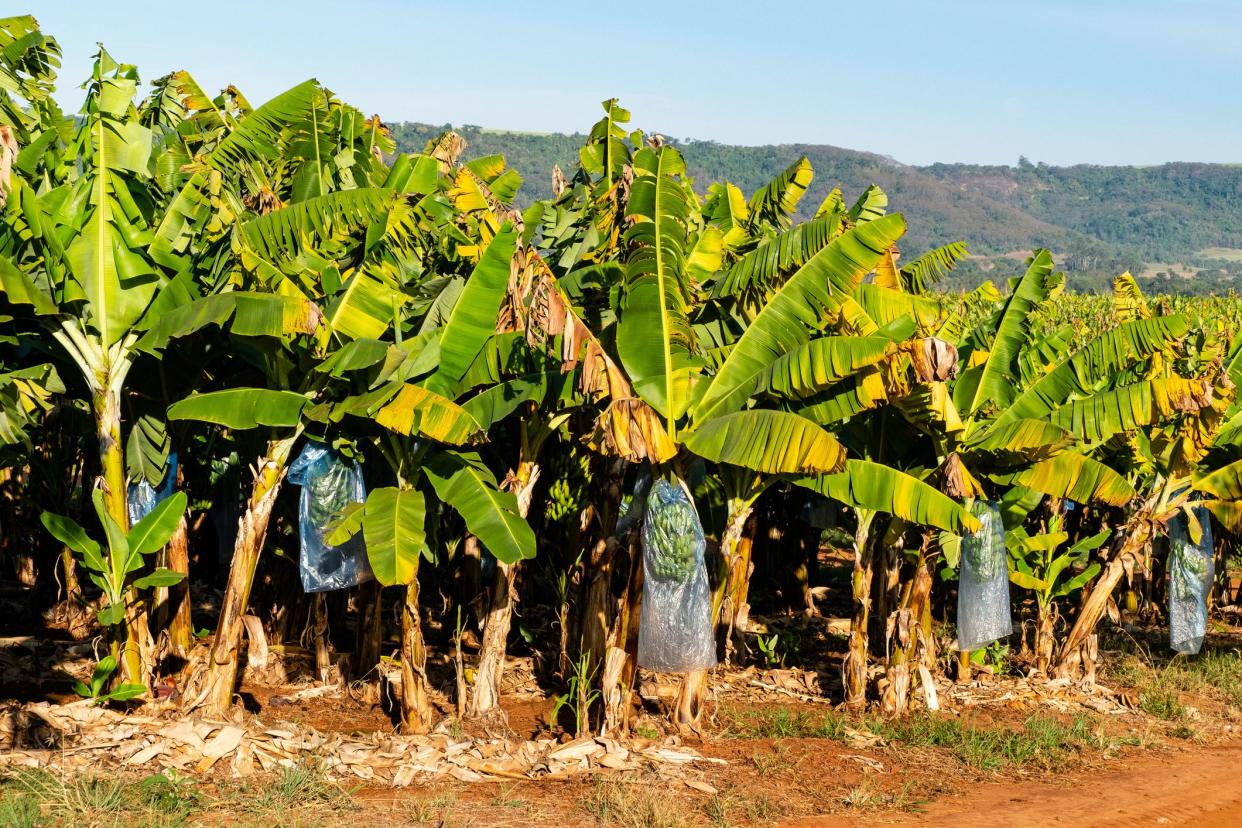 Banana tree plantation. Banana tree with a banana flower and growing young unripe bananas. Agriculture banana farm.