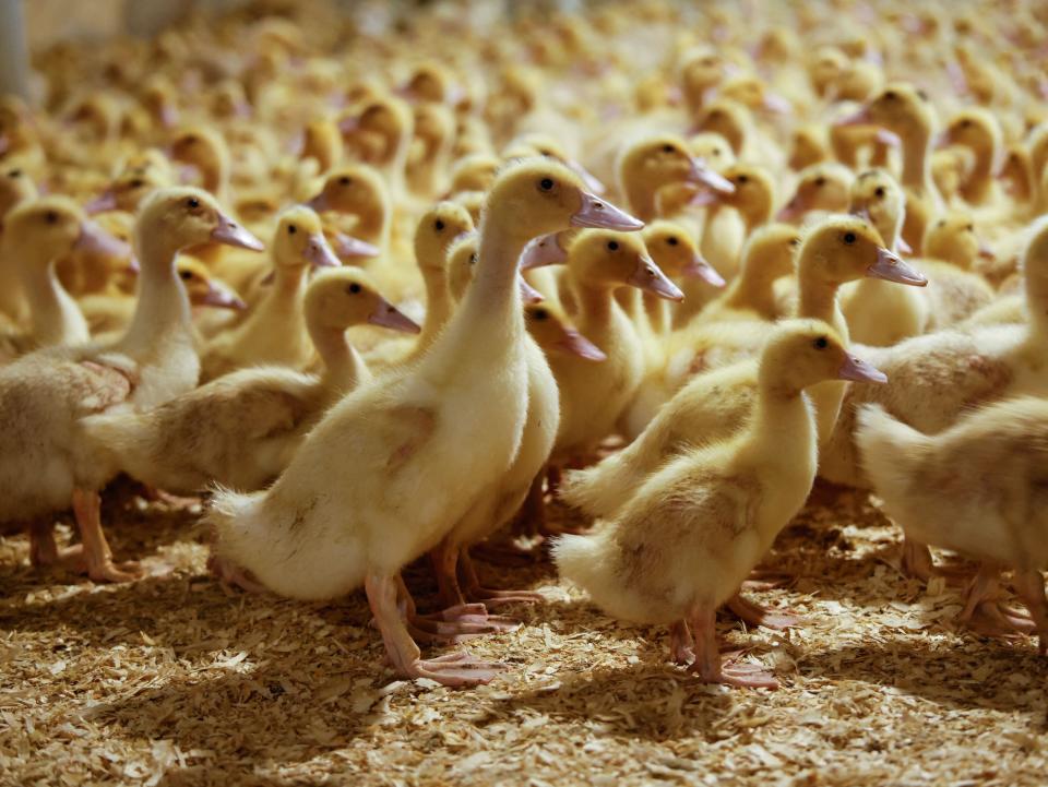 Ducklings are pictured at Hudson Valley Foie Gras, in Ferndale, New York,on March 3, 2023.