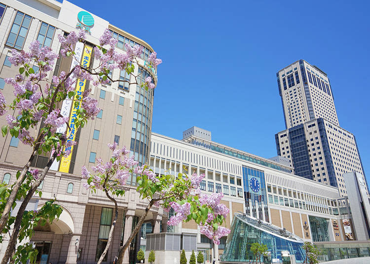 Cherry blossoms at Sapporo Station (Photo: PIXTA)