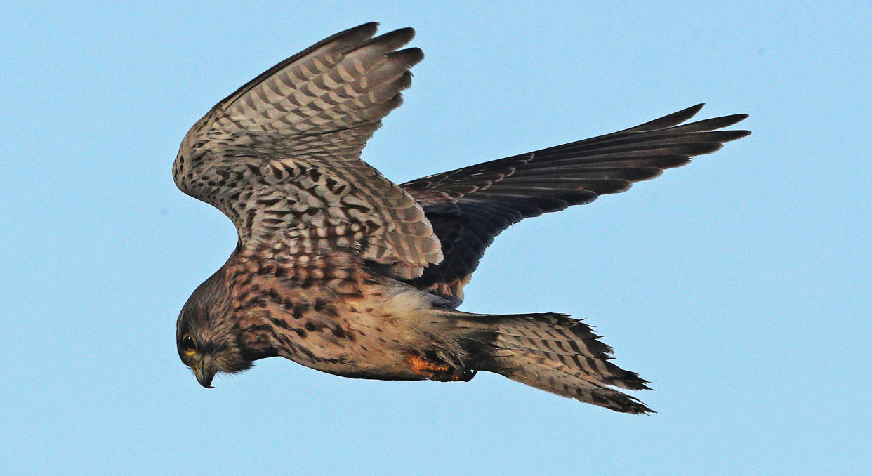 Birds such as kestrels are in decline (Owen Humphreys/PA)