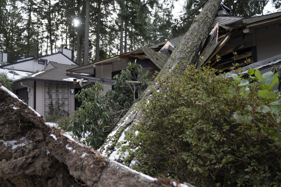 A tree rests on a home after a storm moved through the area on Tuesday, Jan. 16, 2024, in Lake Oswego, Ore. (AP Photo/Jenny Kane)