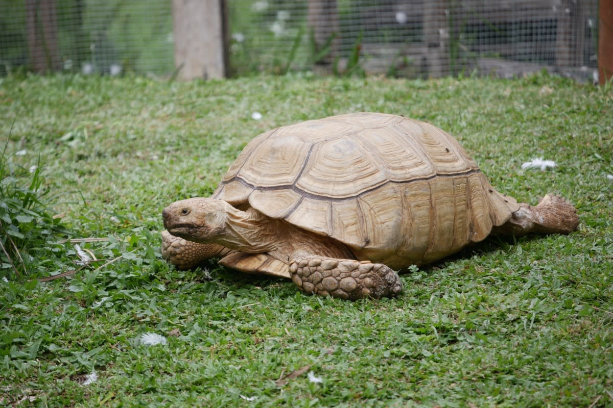 A large tortoise lying on their belly<p>Yuda Purwa via Shutterstock</p>