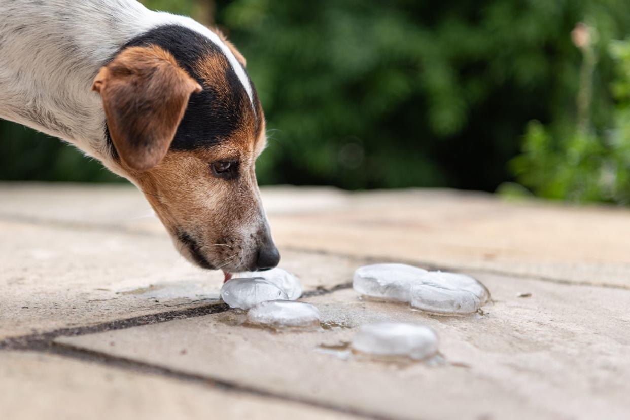 Smooth Jack Russell Terrier 11 years old. Dog  in heat summer quenches his thirst on an ice cube