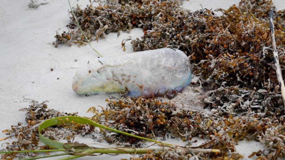 A Portuguese man-of-war is, center, photographed on Wednesday amid some seaweed at Hilton Head Island’s Coligny Beach. The jellyfish-like creature is a floating colonial coelenterate with a number of polyps and a conspicuous float. Beachgoers should avoid them because, like a jellyfish, they have tentacles that can cause painful stings even after having being washed ashore.