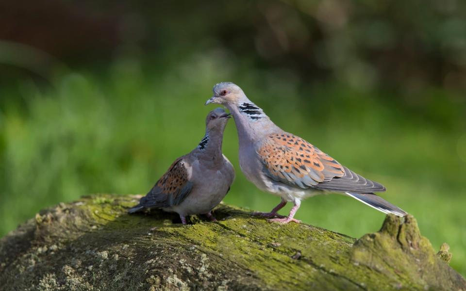 Turtle doves are under threat - Getty Images Contributor