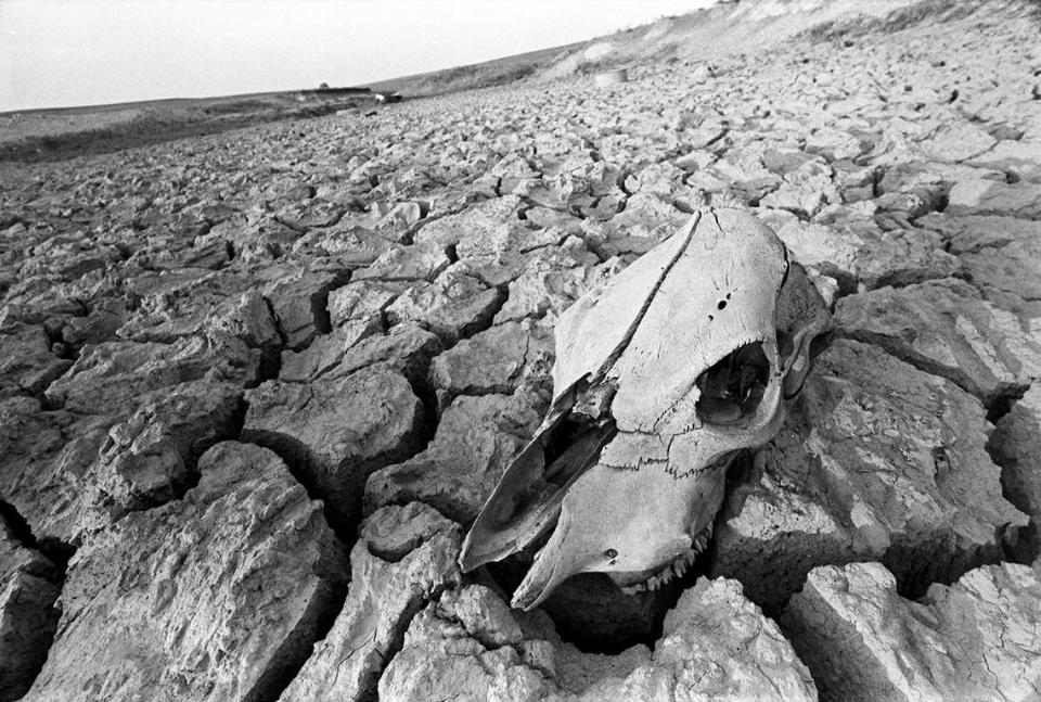 Aug. 1, 1980: A cattle skull is seen resting on dry, cracked clay near Azle, Texas. Larry C. Price/Fort Worth Star-Telegram archive/UT Arlington Special Collections