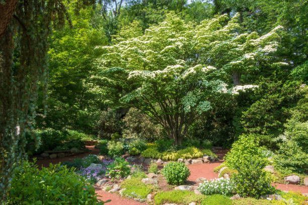 We've Rounded Up the Best Trees for Small Gardens