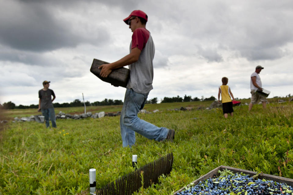 Workers harvest wild blueberries at the Ridgeberry Farm in Appleton, Maine.