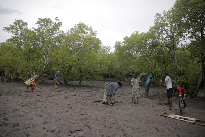 FILE - Members of Mikoko Pamoja, Swahili for 'mangroves together', plant mangrove trees in the beaches of Gazi Bay, in Kwale county, Kenya on June 12, 2022.African nations want to increase how much money they receive from schemes that offset greenhouse gas emissions and are looking for ways to address the issue at U.N. climate talks currently underway in Egypt. Carbon offsets, where polluting companies can effectively cancel out their emissions by paying into initiatives such as tree-planting, are currently cheaper to purchase in Africa than in many other parts of the world. (AP Photo/Brian Inganga, File)