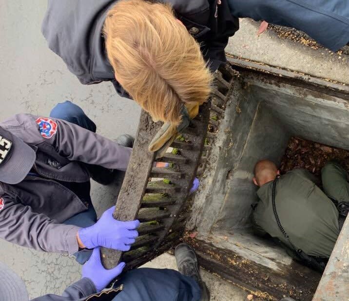 Vier Beamte packen mit an, um ein Kätzchen aus einem Gullischacht zu retten. Foto: Facebook / Santa Clara County Sheriff's Office