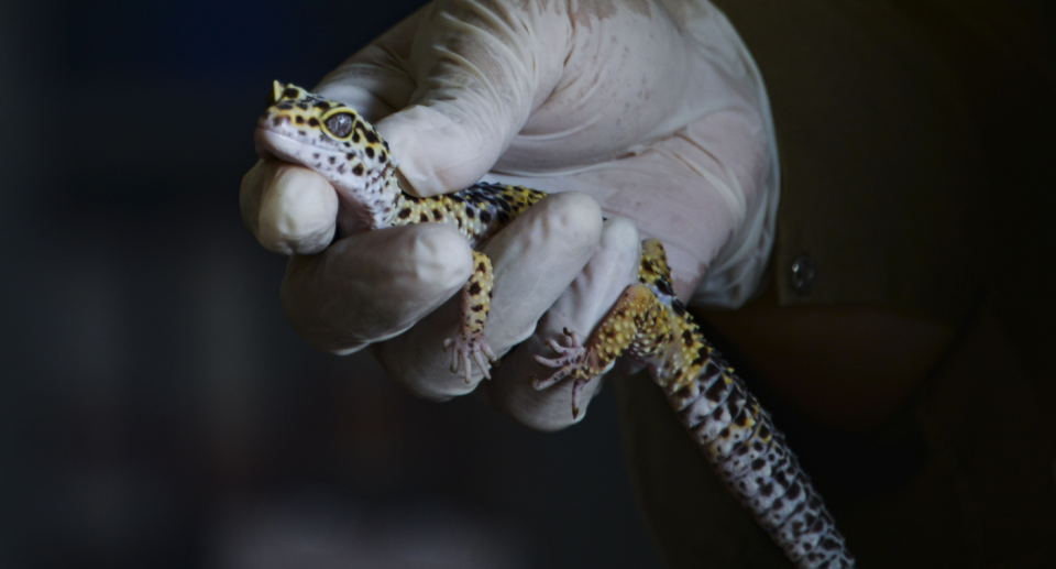 A yellow leopard gecko is seen handled by a nature conservation agency officer, after it and several other geckos were handed over by an exotic pet keeper in Banda Aceh on July 22, 2019. (Photo credit: CHAIDEER MAHYUDDIN/AFP via Getty Images)