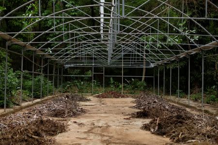 The remains of a greenhouse are seen at the botanical garden in Caracas, Venezuela July 9, 2018. REUTERS/Marco Bello