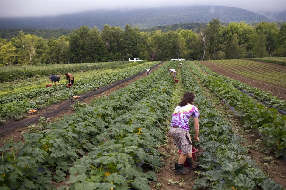 File: Local Vermont workers pick organically grown squash and zucchini at the Clear Brook Farm in Shaftsbury, Vermont.