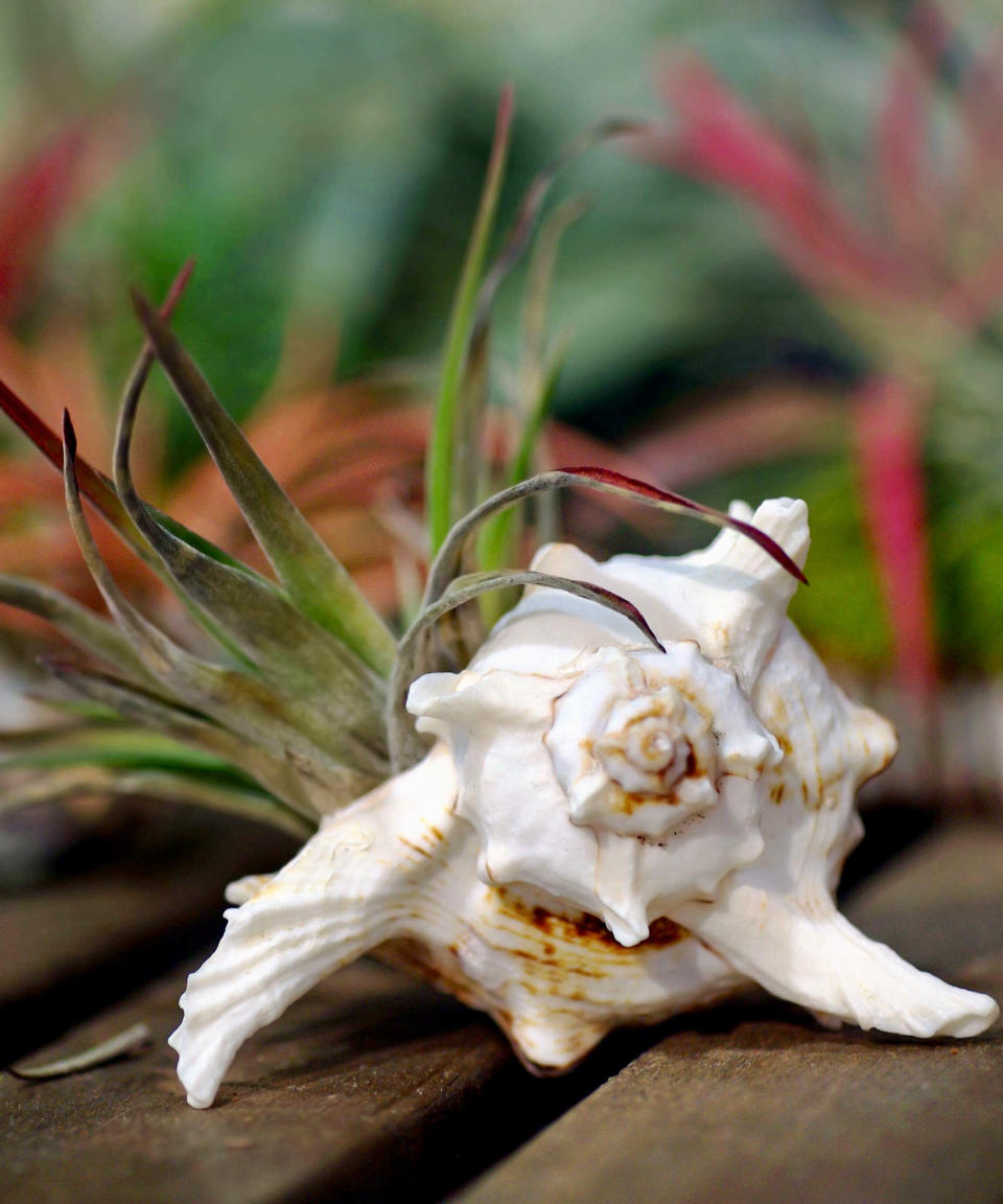 15. Use a seashell for your air plants