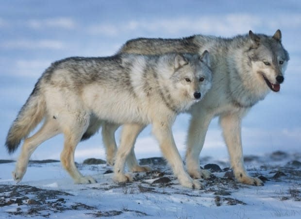 The Alberta Trappers Association says responsible trapping is the humane and practical way to control the wolf population, which is a threat to dwindling caribou herds.