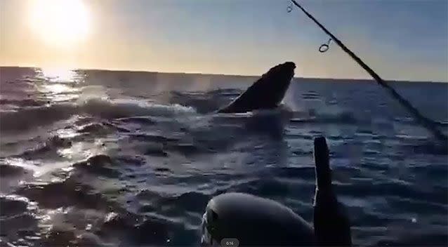 The whale was accidentally hooked over the weekend. Source: Nico Brasen/ YouTube