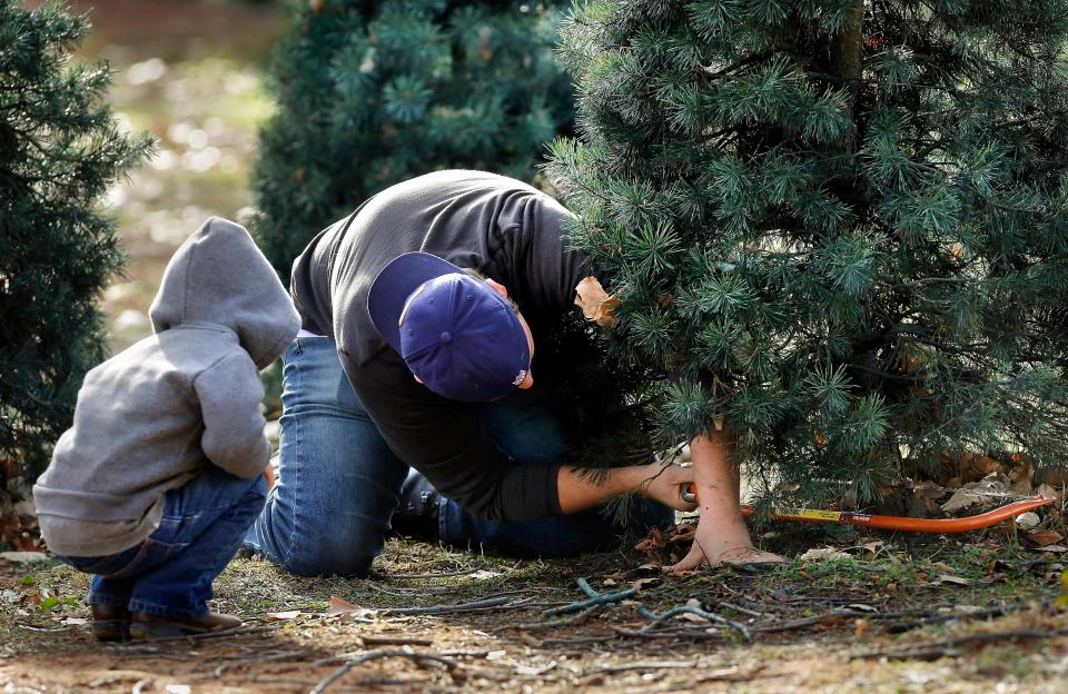 A family cuts down their choice for a Christmas tree at the Sorghum Mill Christmas Tree Farm.