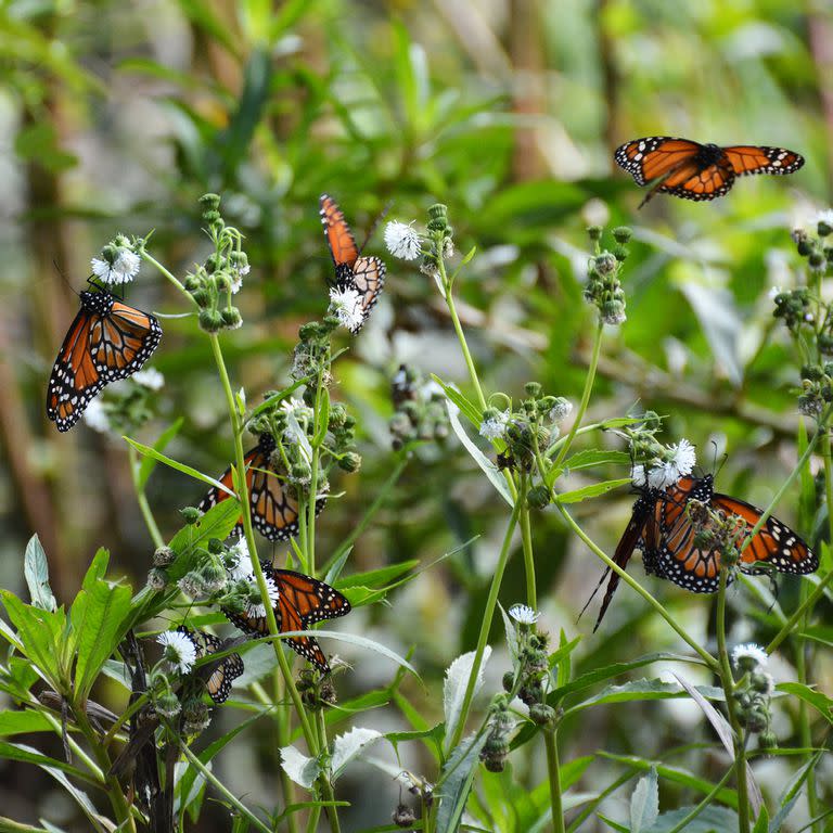 Mariposas porteñas.  Enjambre de mariposas monarca del sur, en Reserva Ecológica Costanera Sur.