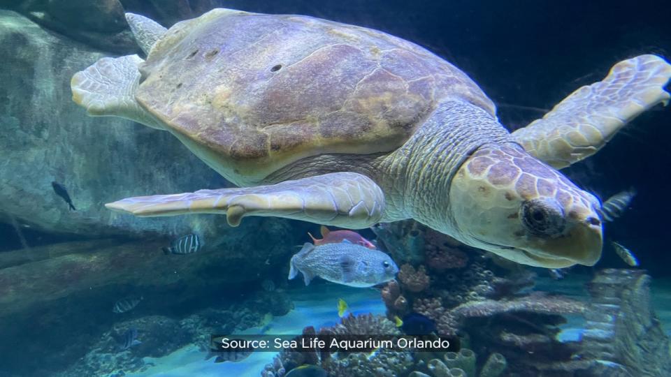 Ted, who calls Sea Life Orlando Aquarium home, was treated to a day of special activities to celebrate his 22nd birthday in 2022.