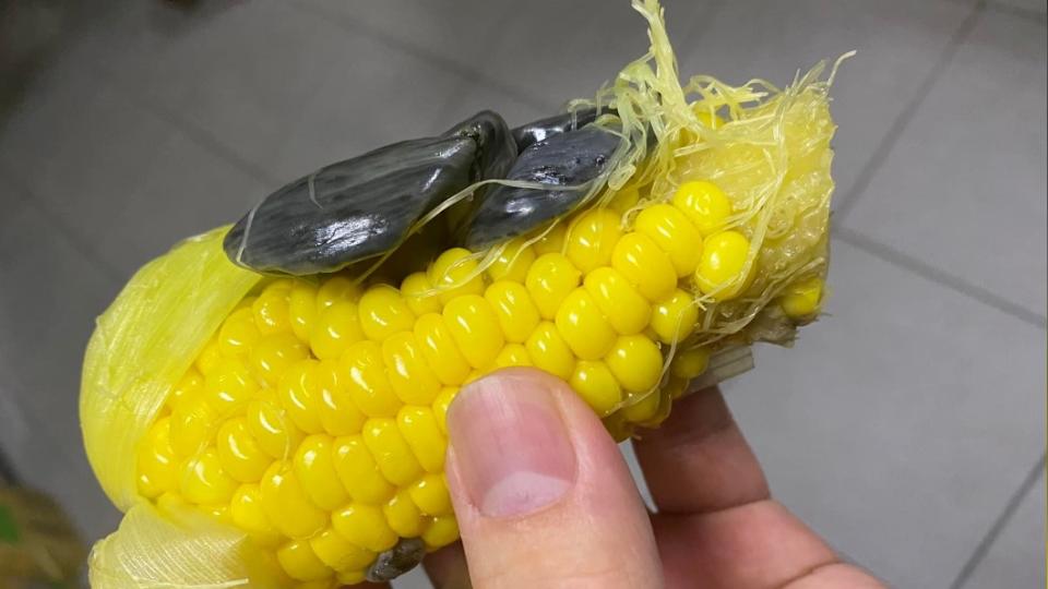 網友驚見玉米長了一團黑色如肉瘤般的東西，上網求解。（圖／翻攝自「花蓮同鄉會」臉書）