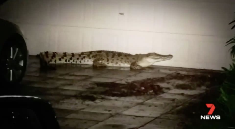 The croc then banged into the neighbour's garage. Source: 7 News