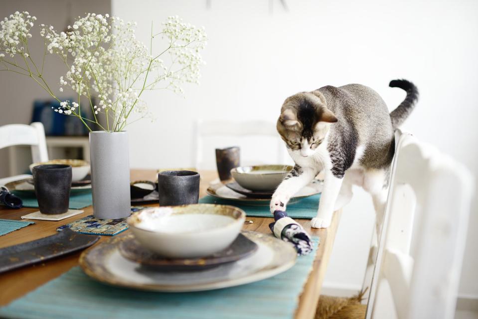 cat knocking napkin off table