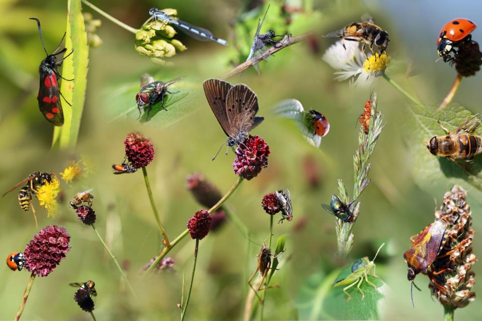 Es summt und zirpt da draußen, verschiedene Farben und Formen flattern und krabbeln vorbei, und manchmal kitzelt es auch auf der Haut. Die Insekten im Garten haben Hochsaison: ideal, um zu beobachten, mit welchen Supertalenten einzelne Arten ausgestattet sind und welche Aufgaben sie im Ökosystem erledigen - oder auch einfach nur, um sich von ihrer Schönheit faszinieren zu lassen. (Bild: iStock/Andreas Häuslbetz)