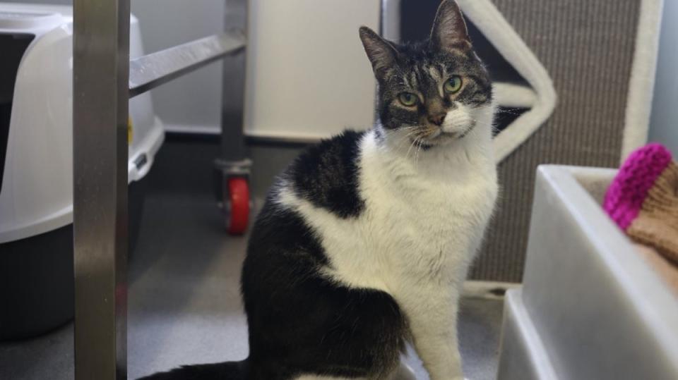 ‘He’s got so much love to give and is dreaming of entering his next era in a loving home’ (Battersea Dog and Cat's Home)