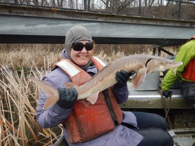 The Department of Environmental Conservation is encouraging New Yorkers to stop flushing pharmaceuticals down the toilet and pouring them down the drain. Such drugs pass largely unaltered into to the waterways and may negatively impact aquatic life like this sturgeon, which was examined and released as part of an effort to rebuild the Genesee River sturgeon population.