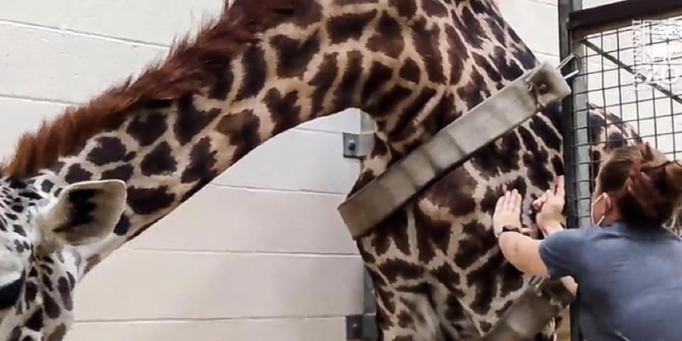 A vet tech gives a giraffe a shot (Cincinnati Zoo)