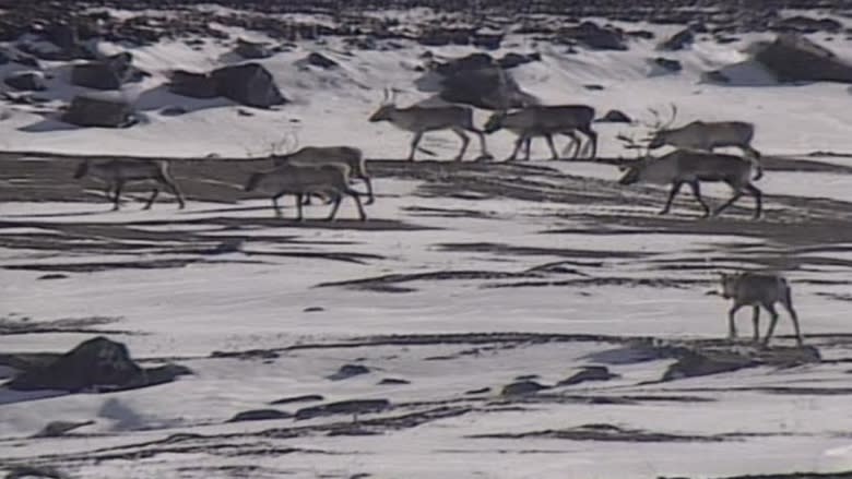 George River caribou herd shrinks by half in 2 years