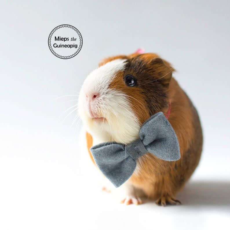 <p><strong>MiepsTheGuineapig</strong></p><p>etsy.com</p><p><strong>$11.16</strong></p><p><a href="https://go.redirectingat.com?id=74968X1596630&url=https%3A%2F%2Fwww.etsy.com%2Flisting%2F487052236%2Fbow-tie-for-guinea-pig&sref=https%3A%2F%2Fwww.countryliving.com%2Flife%2Fkids-pets%2Fg36718902%2Fcostumes-for-guinea-pigs%2F" rel="nofollow noopener" target="_blank" data-ylk="slk:Shop Now;elm:context_link;itc:0;sec:content-canvas" class="link ">Shop Now</a></p><p>Some guinea pigs don't really care what they are dressed as, as long as they feel spiffy. This felt bowtie is the perfect garment to keep your fluffy friend looking fancy. </p>