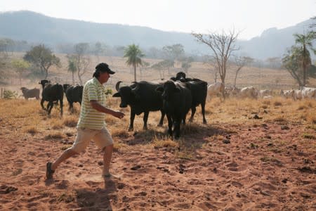 A farmer walks past the buffalos at the Esperanza rancho in the area where wildfires have destroyed hectares of forest near Robore