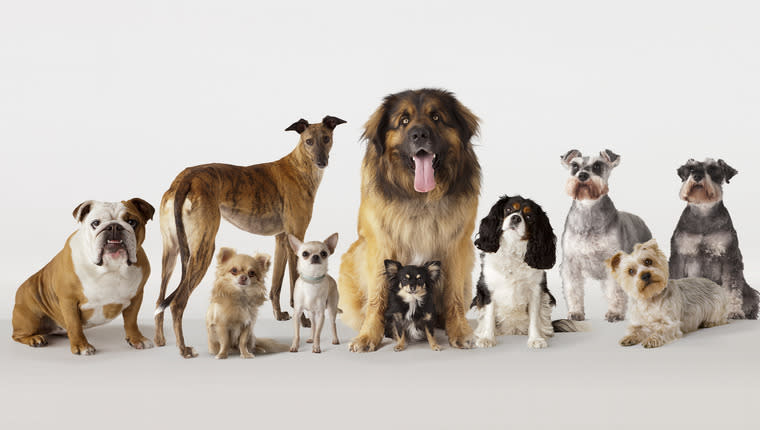 Study compares cognitive traits between dog breeds