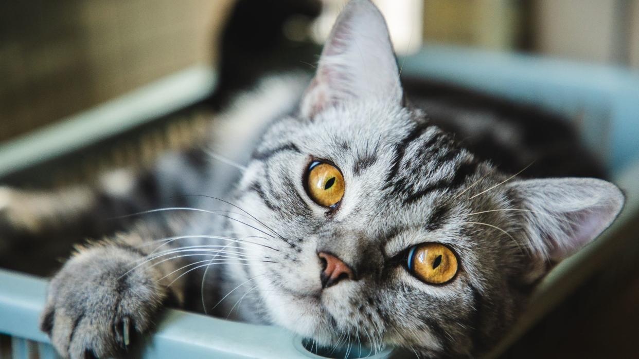  American shorthair cat sitting in basket. 