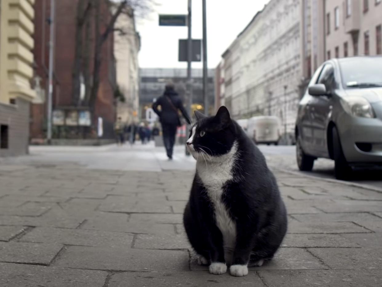 A black-and-white cat in a street in Poland with colourful buildings on either side