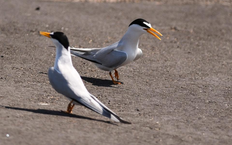 The construction area for The Vue in Satellite Beach has areas marked off for Do Not Enter and No Dogs. Numerous least tern birds are nesting on the site. 