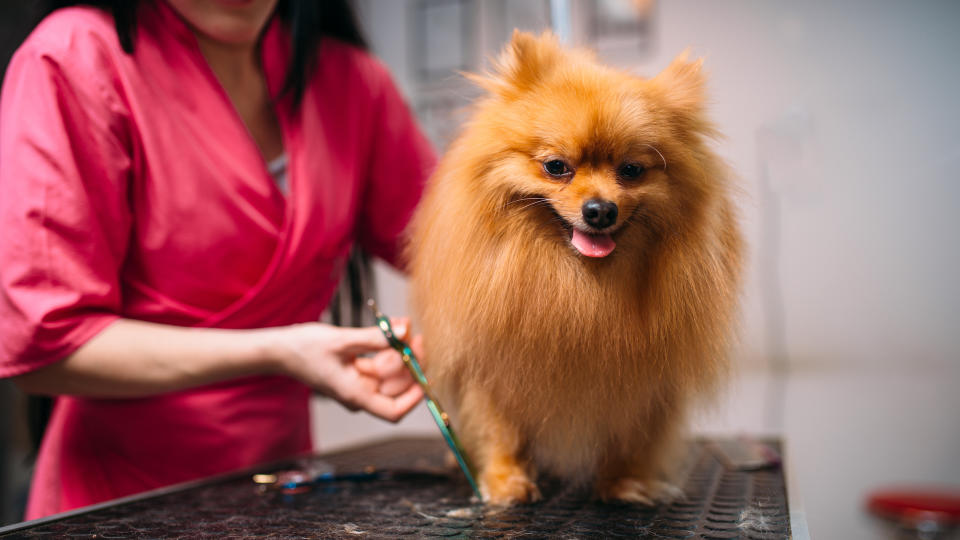 pet groomer trims fur on a Pomeranian dog