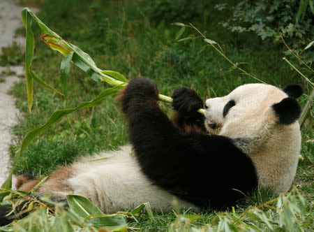 Giant panda Long Hui eats bamboo in his enclosure at Schoenbrunn zoo in Vienna, Austria August 23, 2007. REUTERS/Heinz-Peter Bader/File Photo