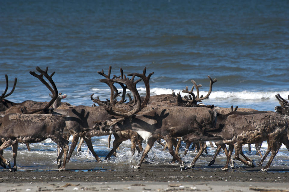 Caribou cross water in Bering Land Bridge National Monument on July 21, 2012. (Photo by N. Herber/National Park Service)