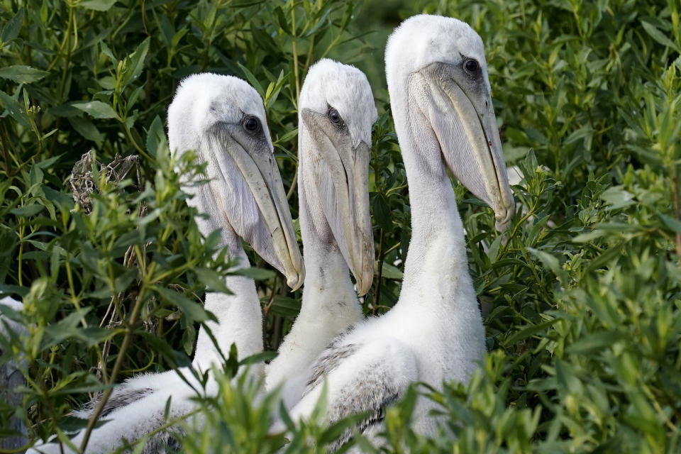Young brown pelicans sit in their nest on Raccoon Island, a Gulf of Mexico barrier island that is a nesting ground for brown pelicans, terns, seagulls and other birds, in Chauvin, La., Tuesday, May 17, 2022. (AP Photo/Gerald Herbert)