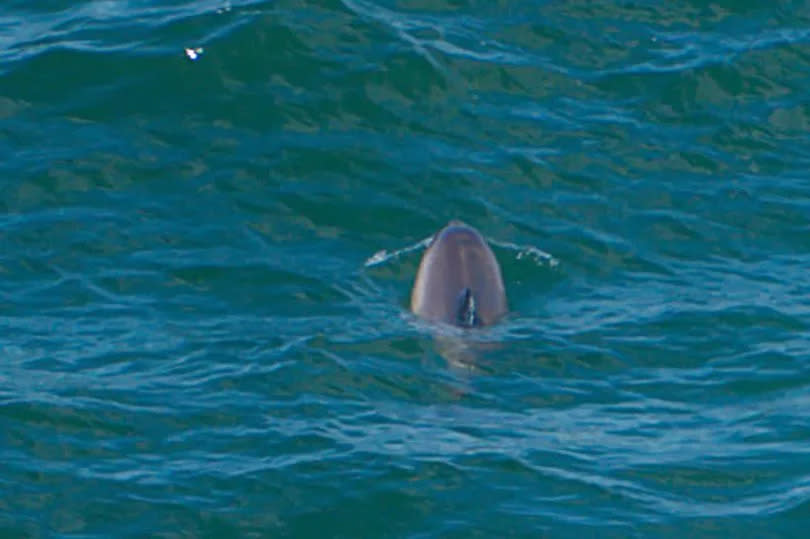 Louise says the bottlenose is the first photographed in Somerset.