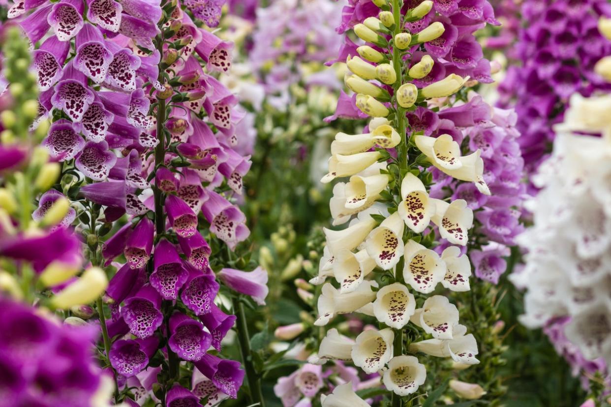 collection of foxglove flowers