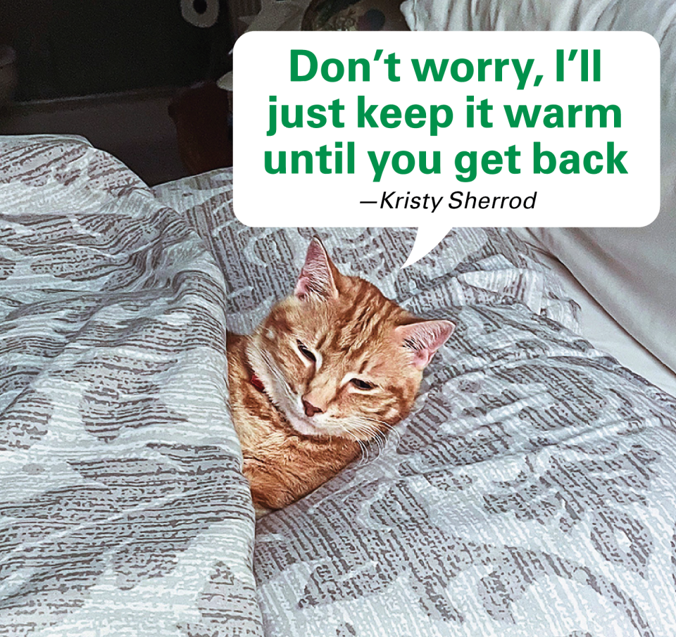 Caption contest winners: Cat comfy in human bed with caption 