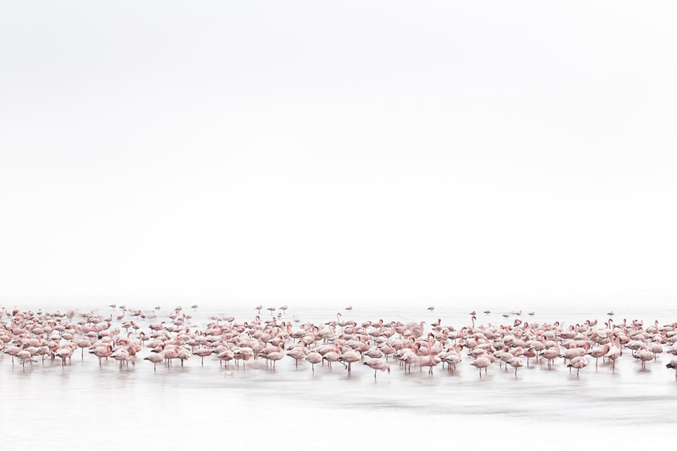 Flamingos