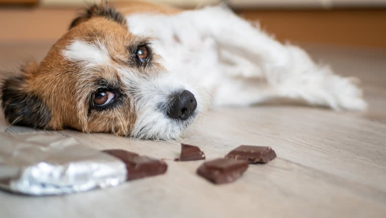 Dog Eats Entire Tin of Chocolates – Parent Warns Others