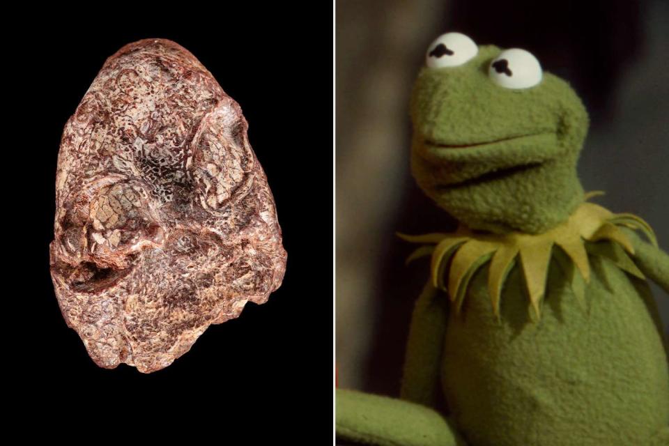 <p>Smithsonian;Getty</p> Kermitops gratus and Kermit the Frog