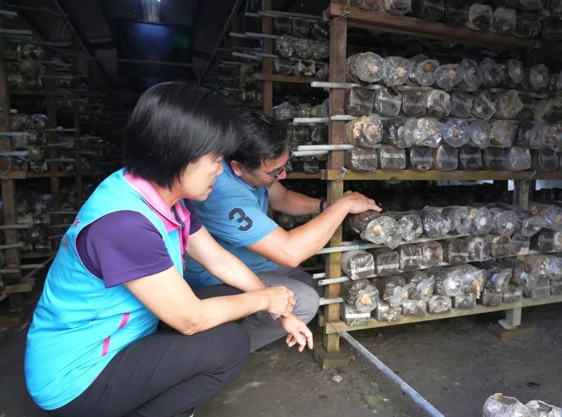 花蓮吉安蕈菇場震後受損嚴重 鄉長探視關懷 花蓮縣吉安鄉木耳菇種植場受到0403強震影響，災損 嚴重，鄉長游淑貞（左）29日親自前往探視菇農，致 贈慰問金鼓勵並傳達社會大眾關懷。 （吉安鄉公所提供） 中央社記者李先鳳傳真  113年4月29日 