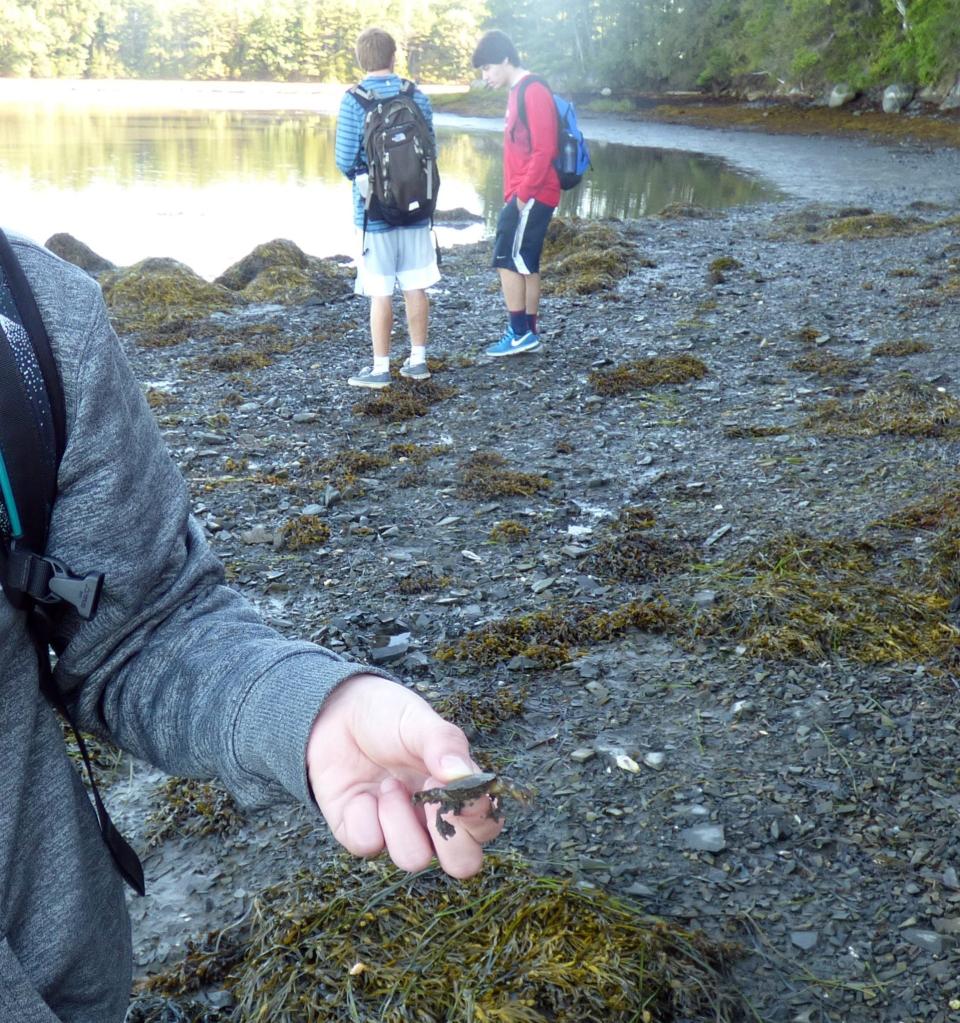 Green crab juvenile at Adam's Point.