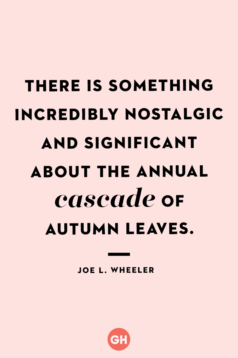 <p>There is something incredibly nostalgic and significant about the annual cascade of autumn leaves.</p>